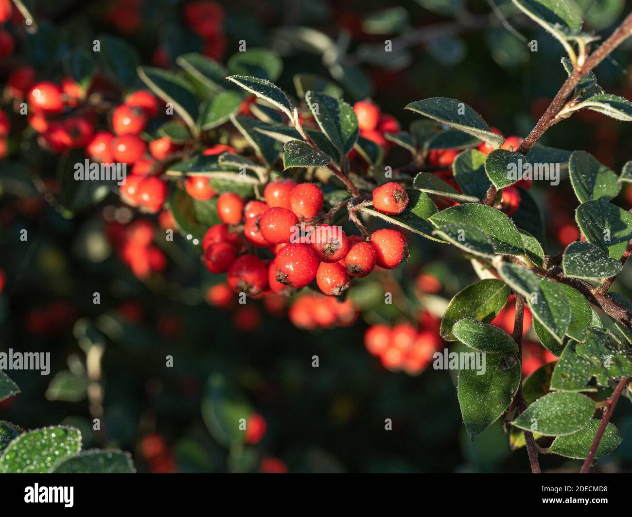 Un primo piano di un gruppo di rosso brillante Bacche sul latteo di Cotoneaster sempreverde Foto Stock