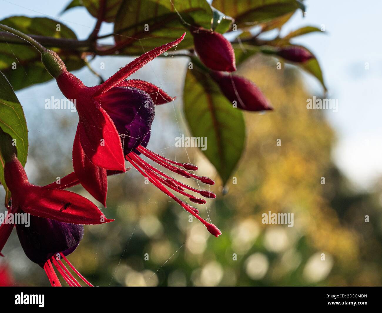 Un primo piano dei fiori rossi e maroon di La fuchsia Lady Boothby arrampicata Foto Stock