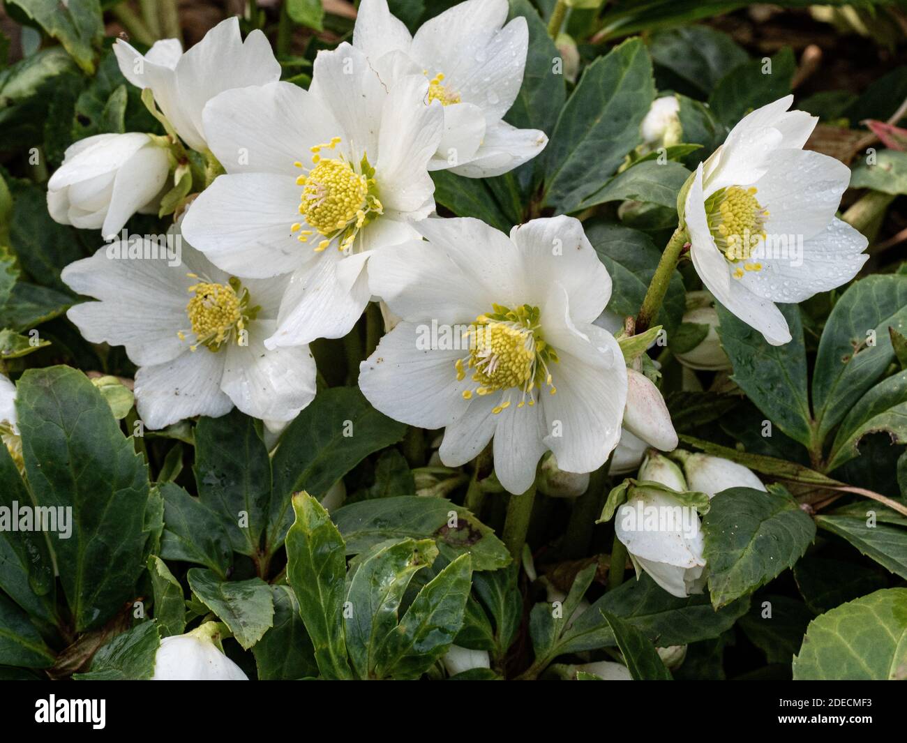 Un primo piano di un gruppo di fiori bianchi puri Di Helleborus niger la rosa di Natale Foto Stock