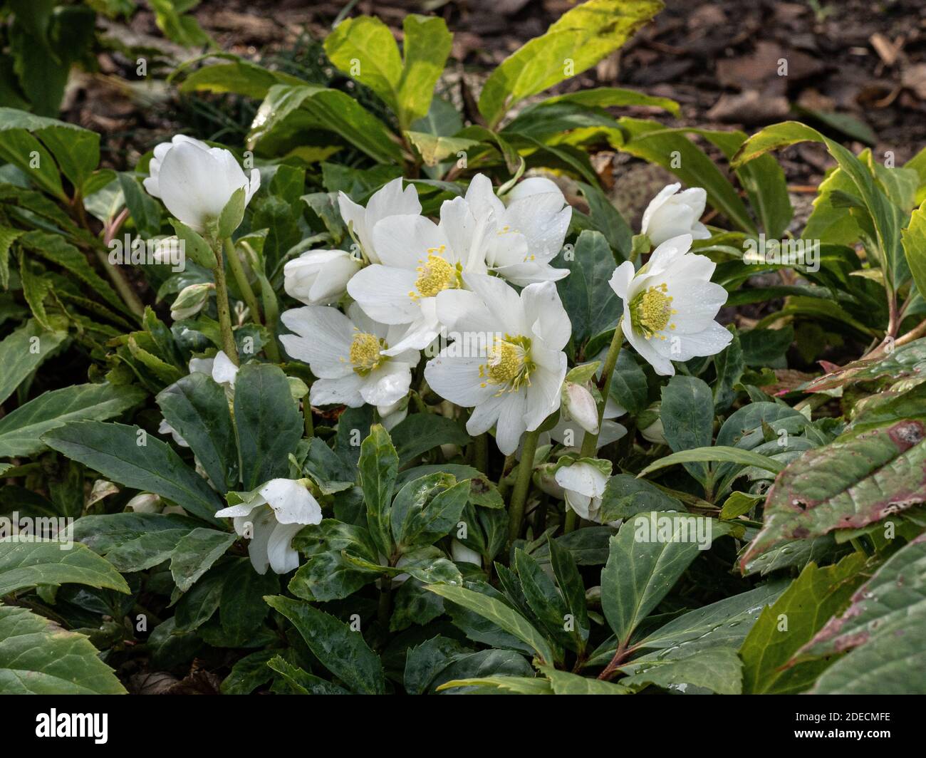Un primo piano di un gruppo di fiori bianchi puri Di Helleborus niger la rosa di Natale Foto Stock