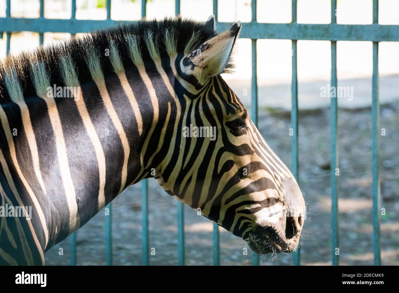 Zebra Chapman, Equus burchelli Chapmani in zoo Foto Stock