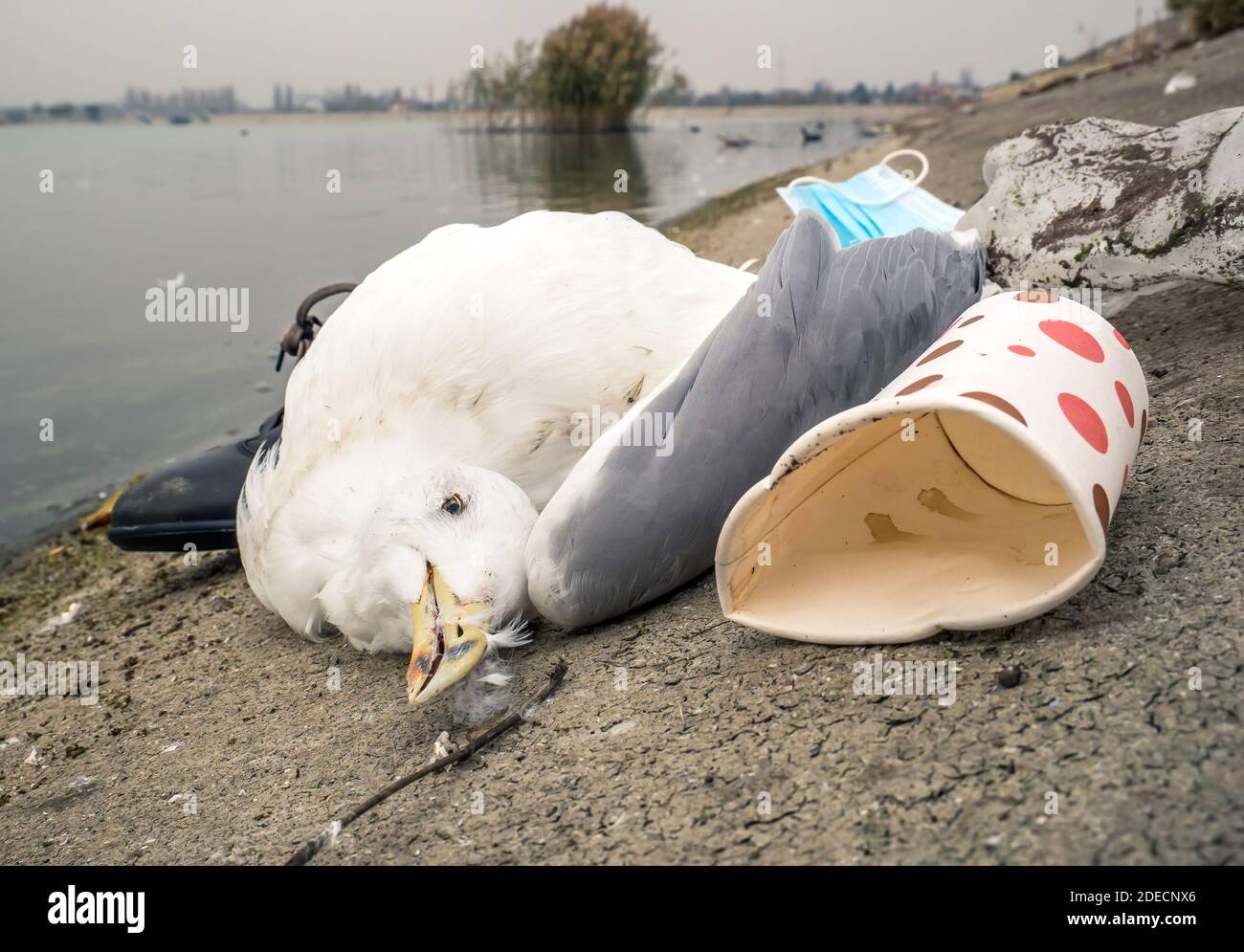 Un gabbiano morto o un uccello al bordo dell'acqua circondato da rifiuti. Concetto di inquinamento plastico. Foto Stock