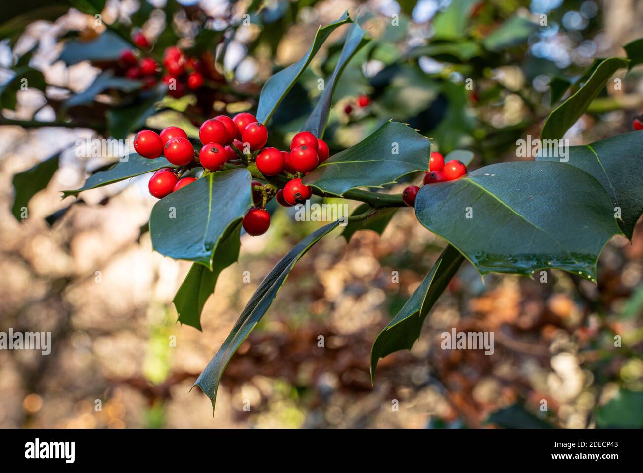 Rami di agrifoglio con bacche rosse. Pianta di Natale. Abruzzo, Italia, Europa Foto Stock