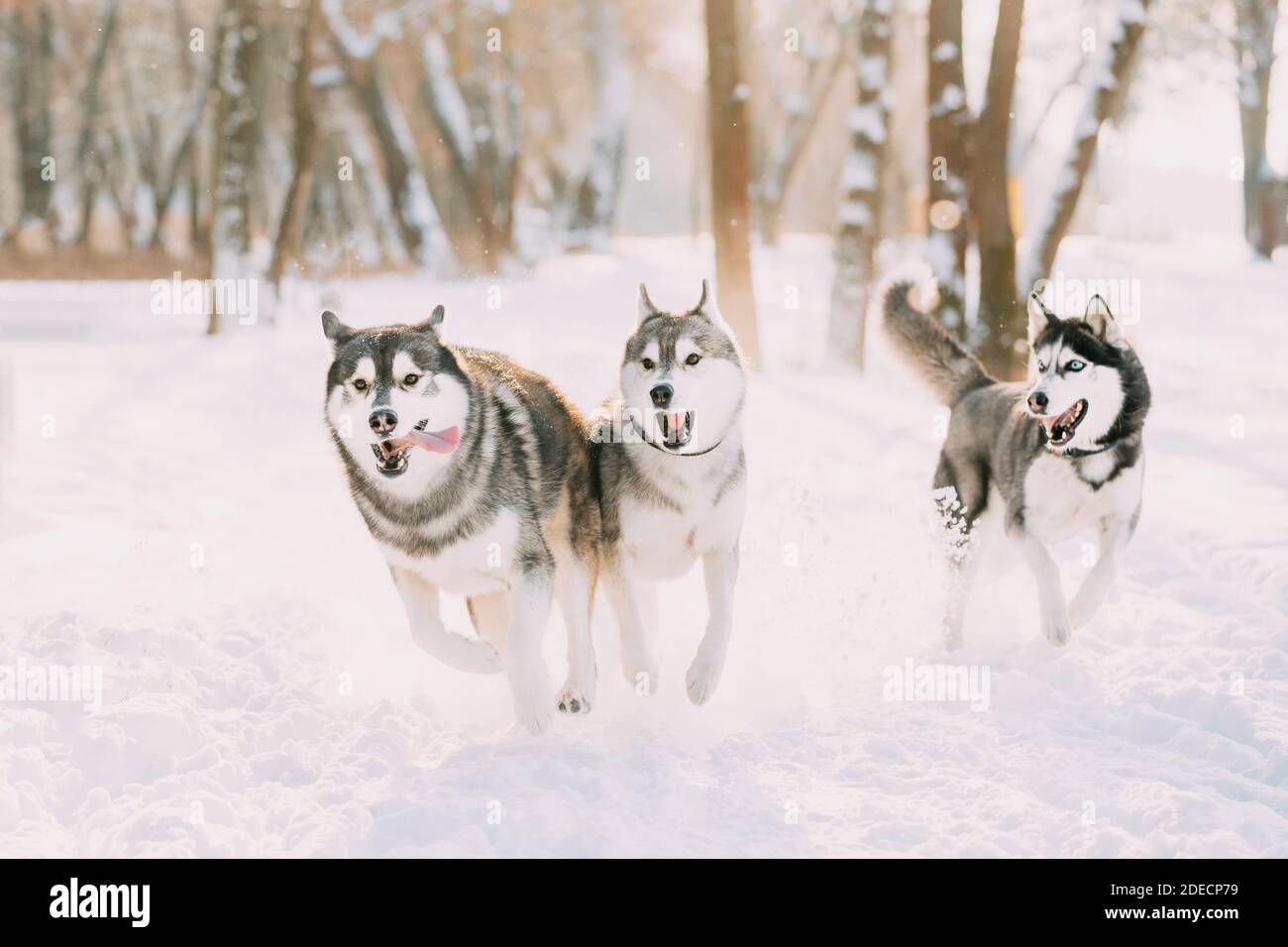 Tre divertenti cani Husky Siberiani che si corrono insieme all'aperto nello Snowy Park al Sunny Winter Day. Cane sorridente. Giochi di cani attivi in neve. Animale domestico giocoso Foto Stock