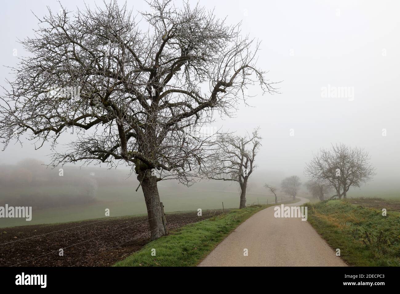 Paesaggio con nebbia in una mattina presto gelata. Foto Stock