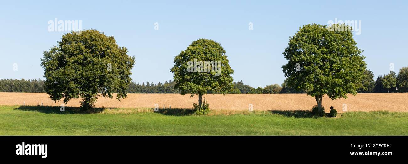 Panorama con tre alberi decidui durante l'estate. In una riga / accanto l'una all'altra. Cielo limpido e blu. Foto Stock