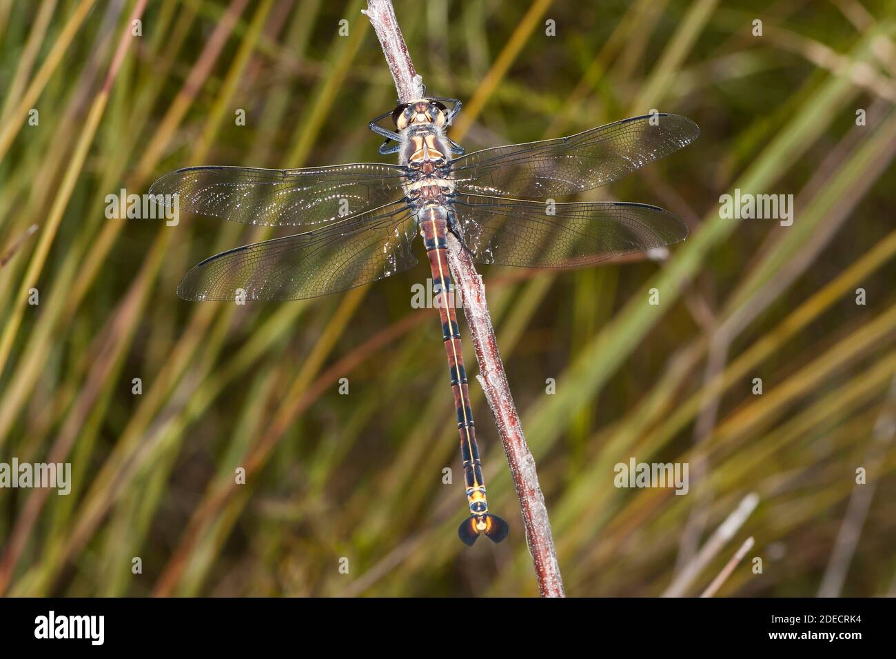 La Dragonfly gigante riposa sul bastone Foto Stock