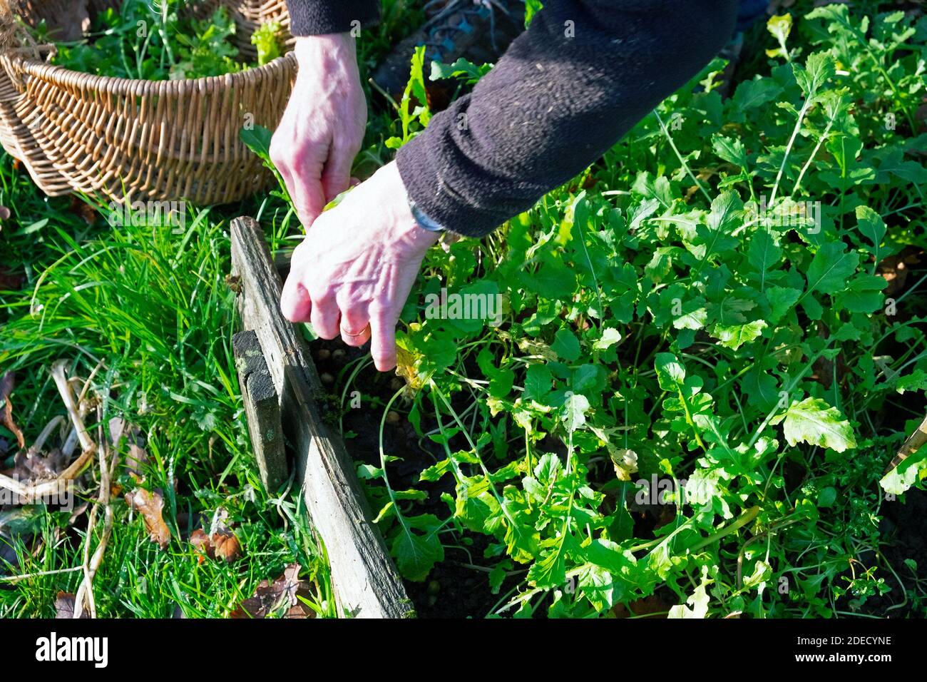 Closeup mani e canestro donna raccogliere foglie di insalata verde taglio Razzo da giardino di campagna biologico homegrown veg patch Galles UK KATHY DEWITT Foto Stock