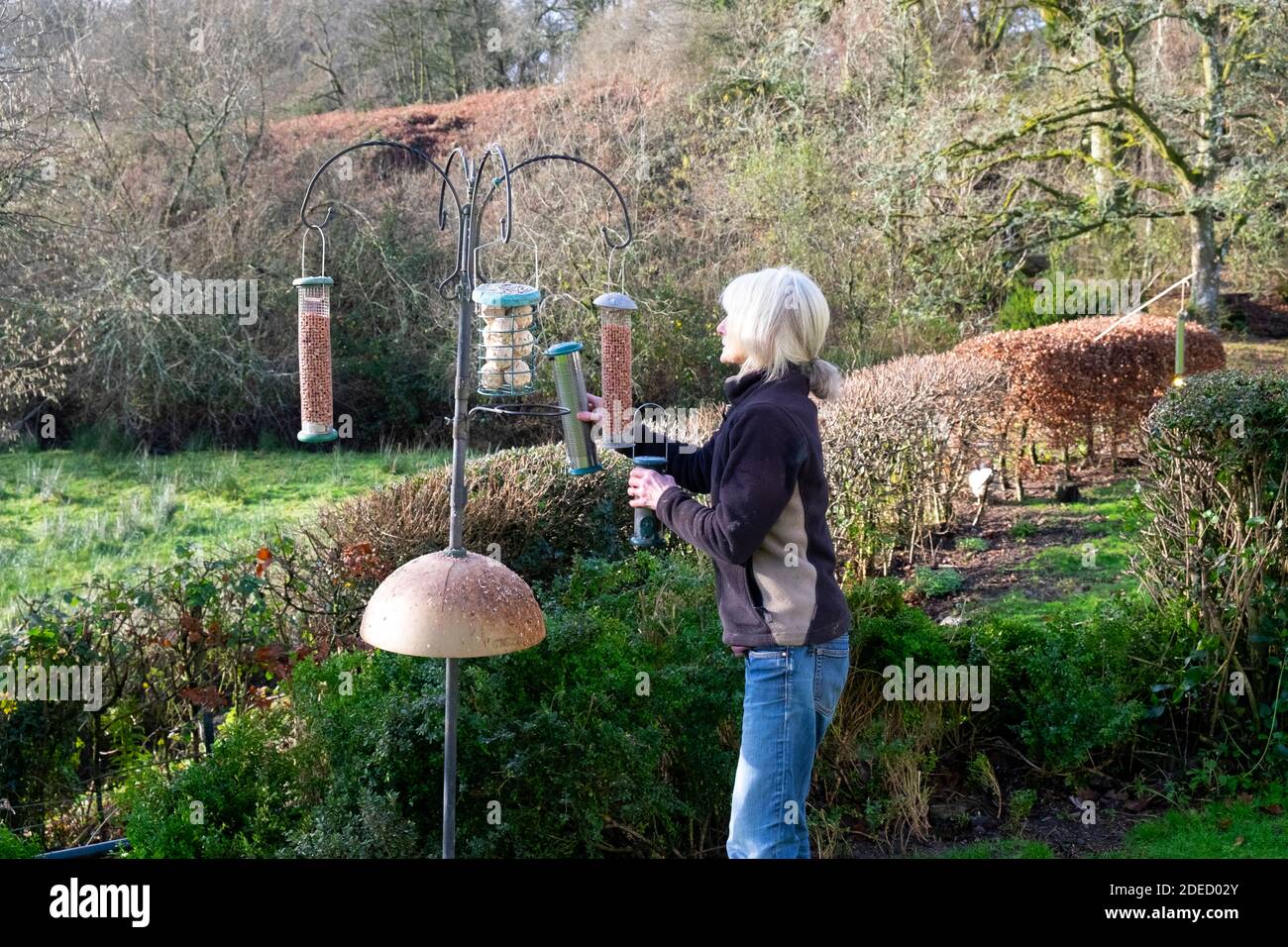 Donna anziana in giardino riempire i contenitori su un alimentatore di uccelli, nutrendo gli uccelli britannici con semi, arachidi e palle di grasso in inverno Galles UK KATHY DEWITT Foto Stock