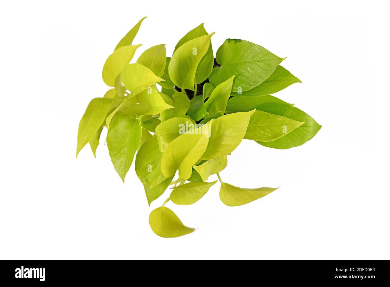 Pianta domestica tropicale 'Epipremnum Aureum Limone Lime' con foglie di neon verde isolato su sfondo bianco Foto Stock
