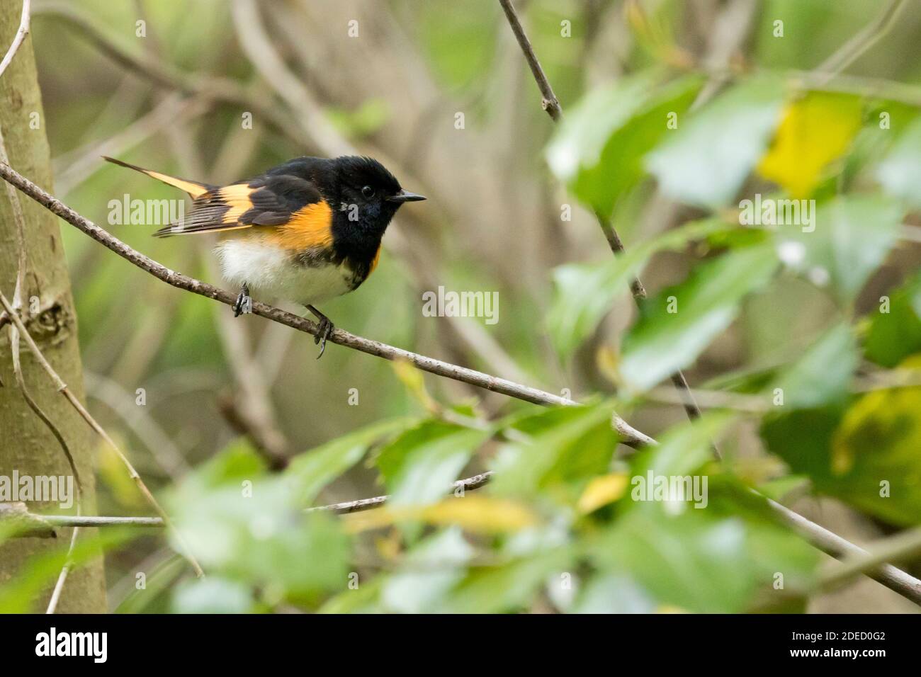 American Redstart (Setophaga ruticilla) arroccato su una filiale, Long Island New York Foto Stock