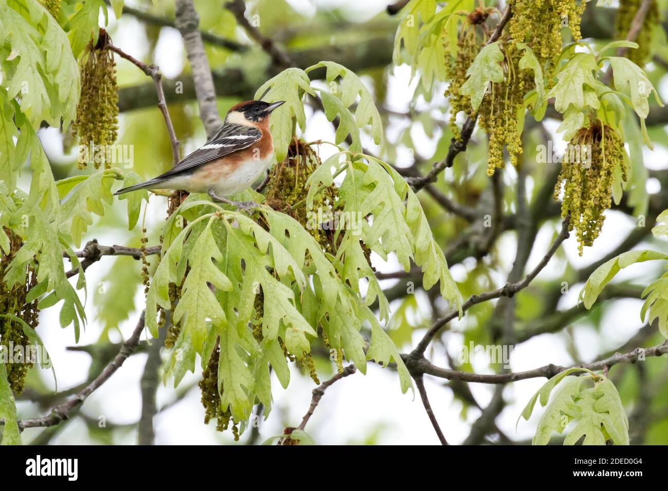 Warbler (Setophaga castanea) arroccato su un albero di quercia bianca, Long Island New York Foto Stock
