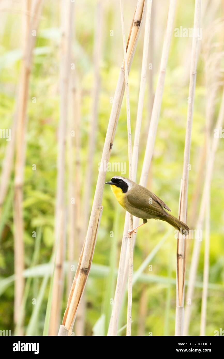 Yellowgola comune (Geothlypis trichas) arroccato a phragmites, Long Island New York Foto Stock