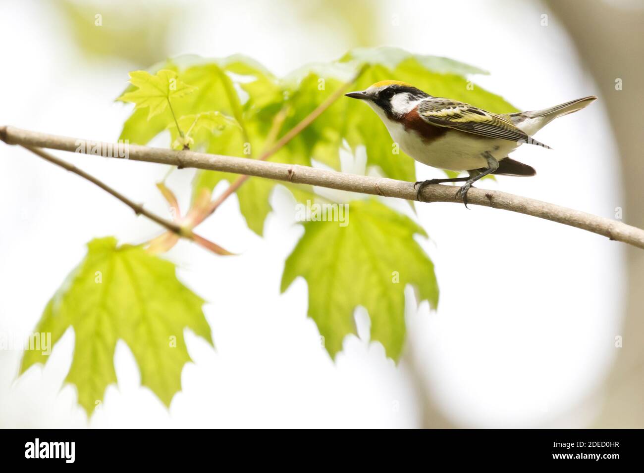 Chestnut-sided Warbler (Setophaga pensylvanica) arroccato in un Maple Tree, Long Island New York Foto Stock Chestnut-sided Warbler (Setophaga pensylvanica) arroccato in un Maple Tree, Long Island New York Foto Stock
