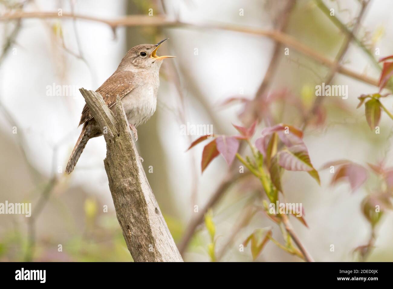 House Wren (Troglodytes aedon) cantando, Long Island New York Foto Stock