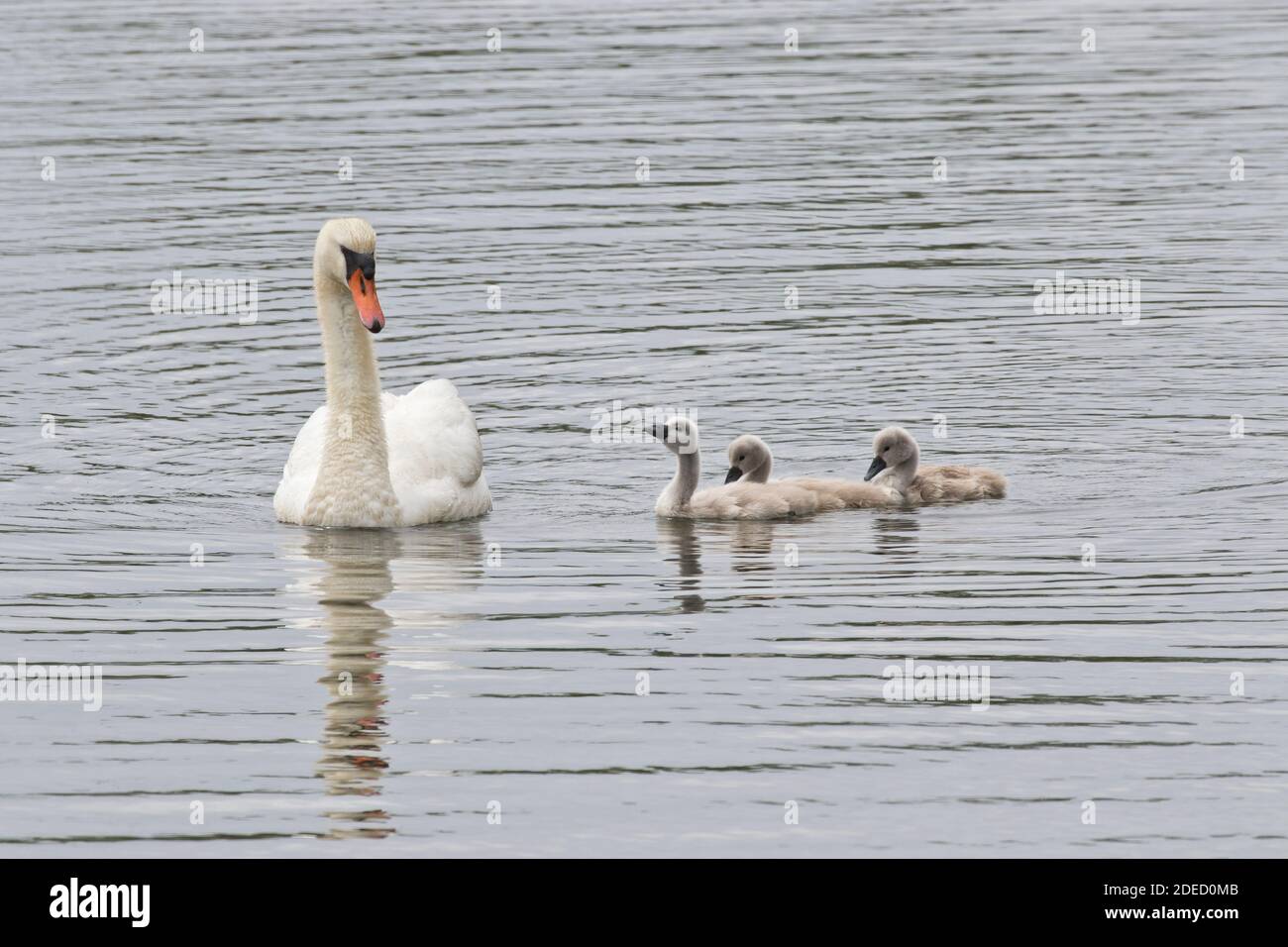 Mute Swan con cigneti (Cygnus olor), Long Island New York Foto Stock