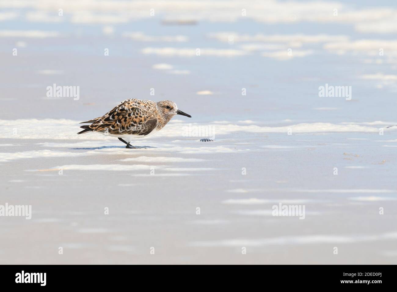 Sanderling (Calidris alba) in esposizione su una spiaggia, Long Island, New York Foto Stock