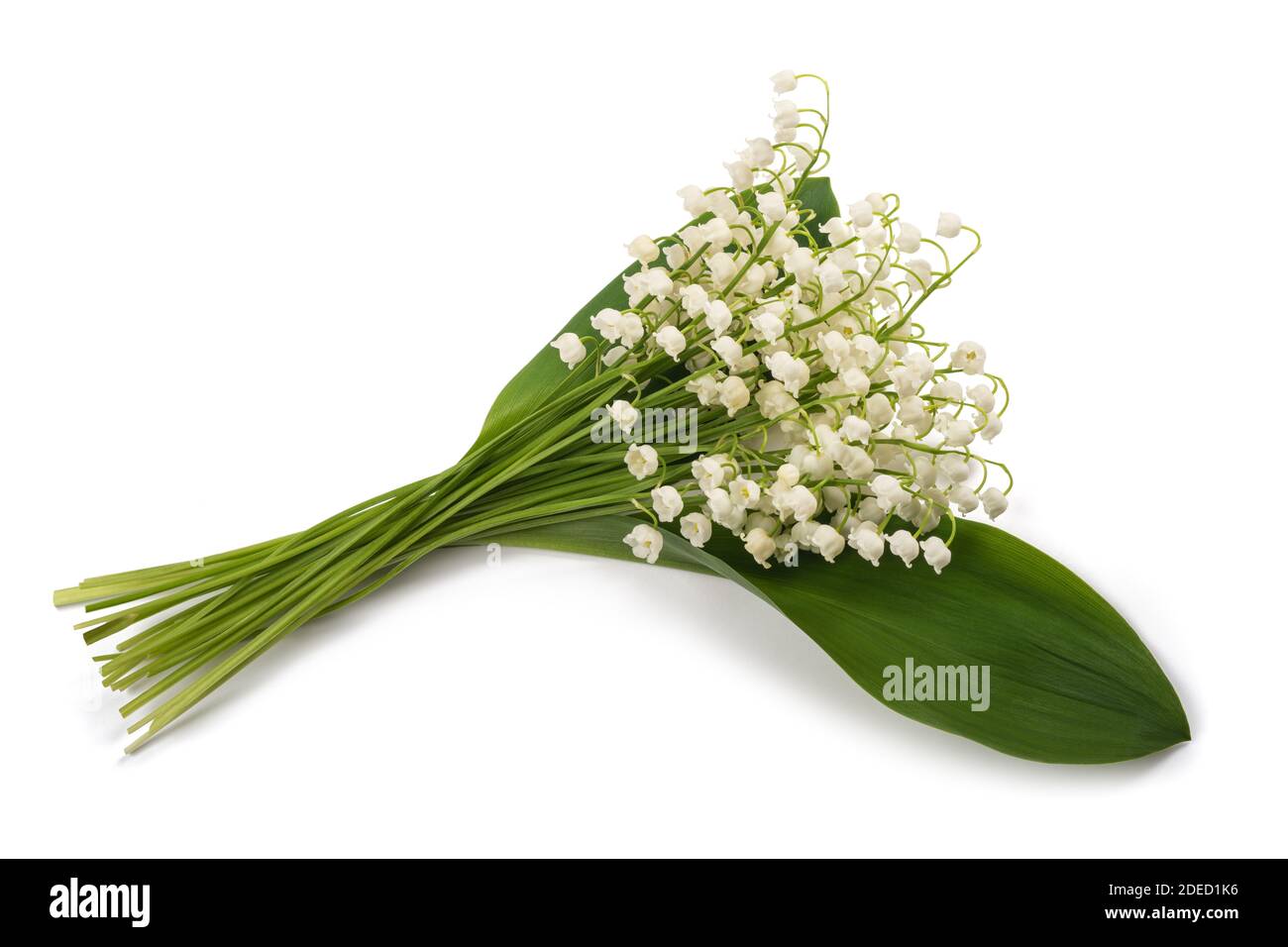Lily della valle isolato su sfondo bianco Foto Stock