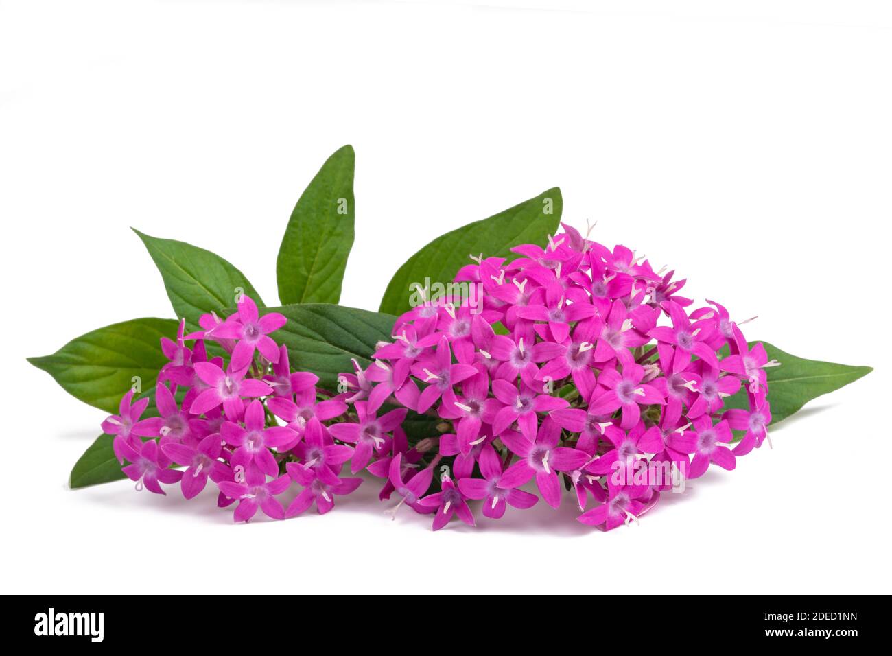 Pentas fiori isolati su sfondo bianco Foto Stock