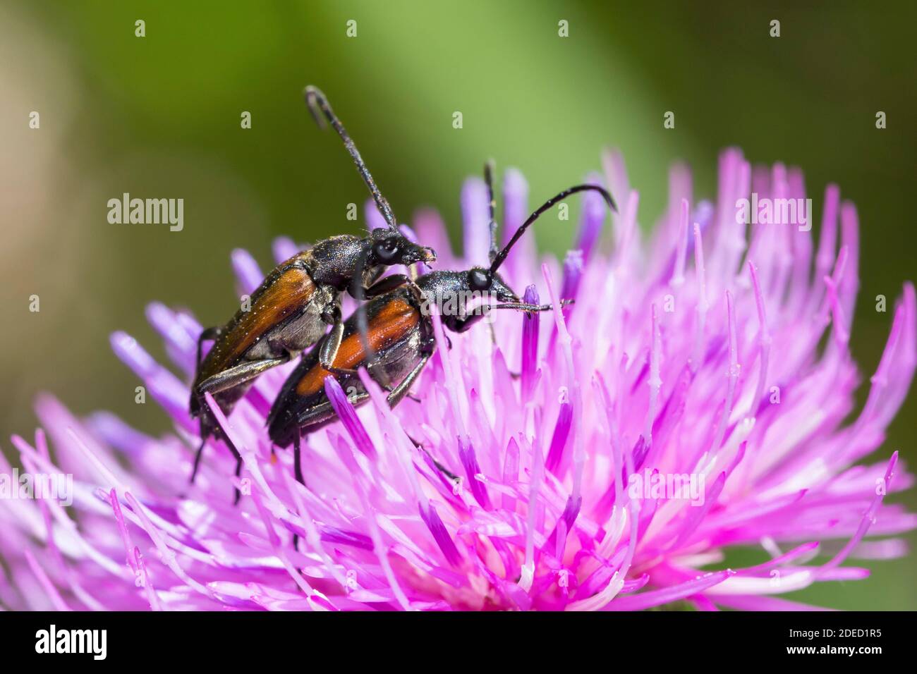 Coleottero nero e rosso Longhorn Flower, coleottero nero longhorn (Stenurella melanura, Strangalia melanura), accoppiamento in fiore, vista laterale, Foto Stock