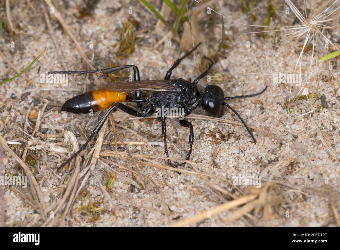 Vespa digger, vespa digger, vespa filata (Podalonia cf. Affinis, Sphex cf. Lutaria, Ammophila cf. Affinis), su terreno sabbioso, Germania Foto Stock