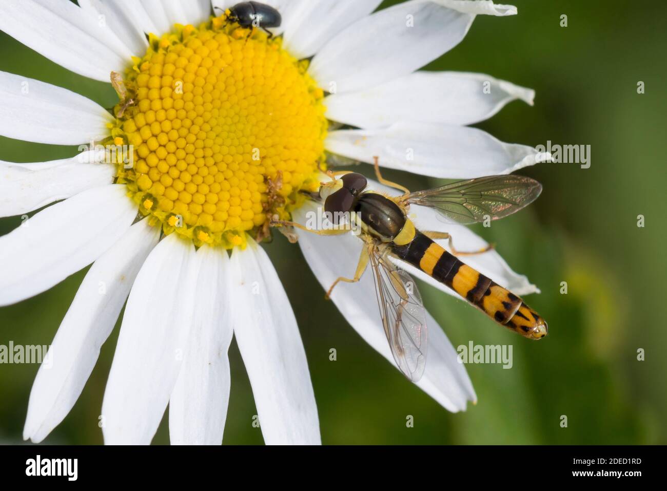 Hoverfly lungo (Scripta di Sphaerophoria, strigata di Sphaerophoria), maschio alla presenza in fiore su un cane daisy, Germania Foto Stock