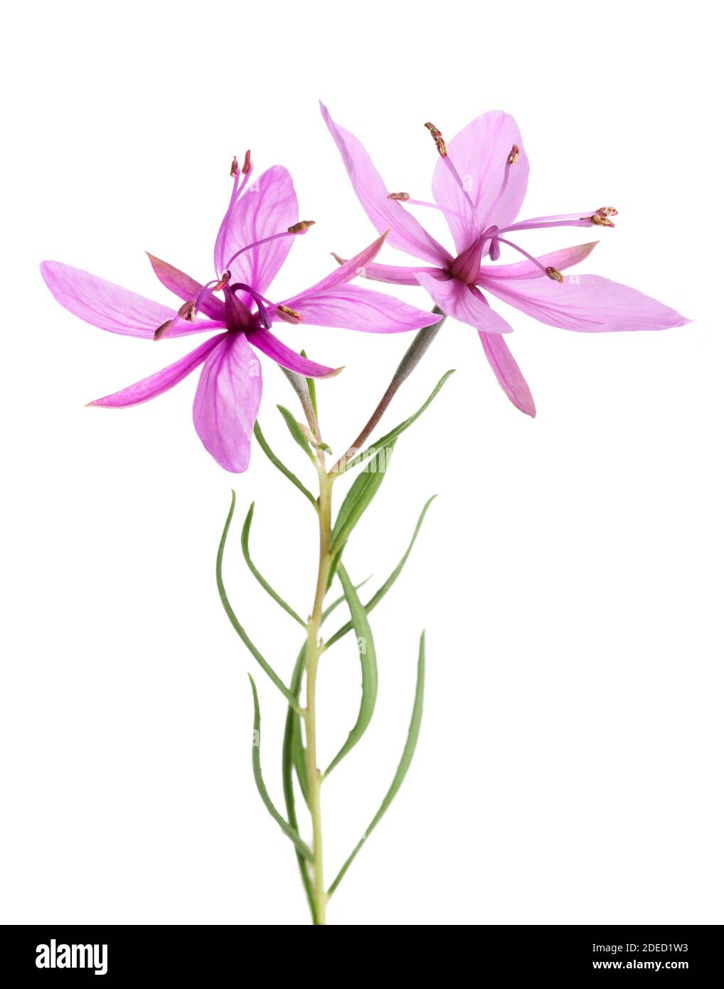 Rosa alpina fiori willowherb isolato su bianco Foto Stock