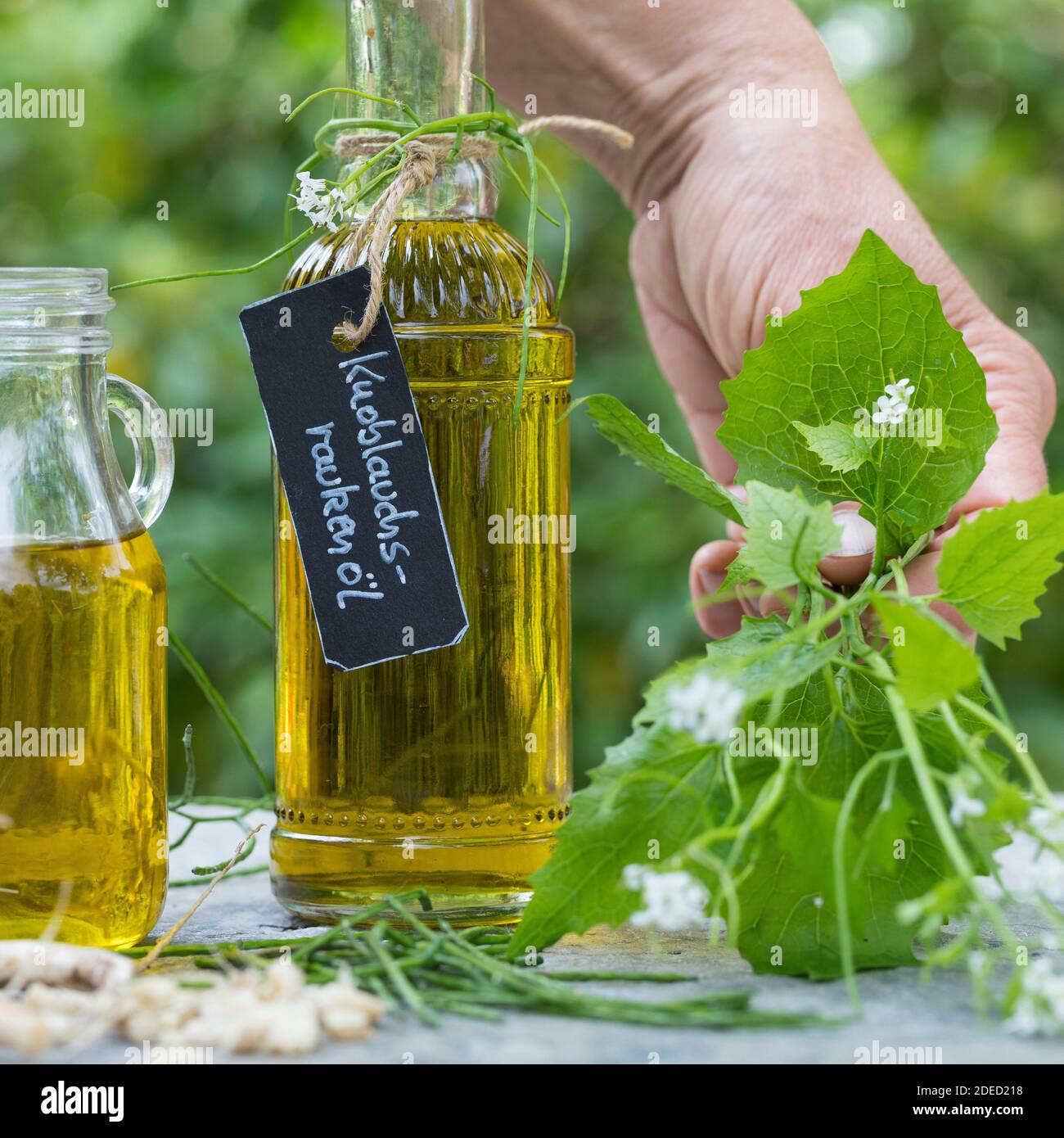 Senape all'aglio, aglio all'orlo, Jack-by-the-Hedge (Alliaria petiolata), olio d'aglio Hedge, Germania Foto Stock