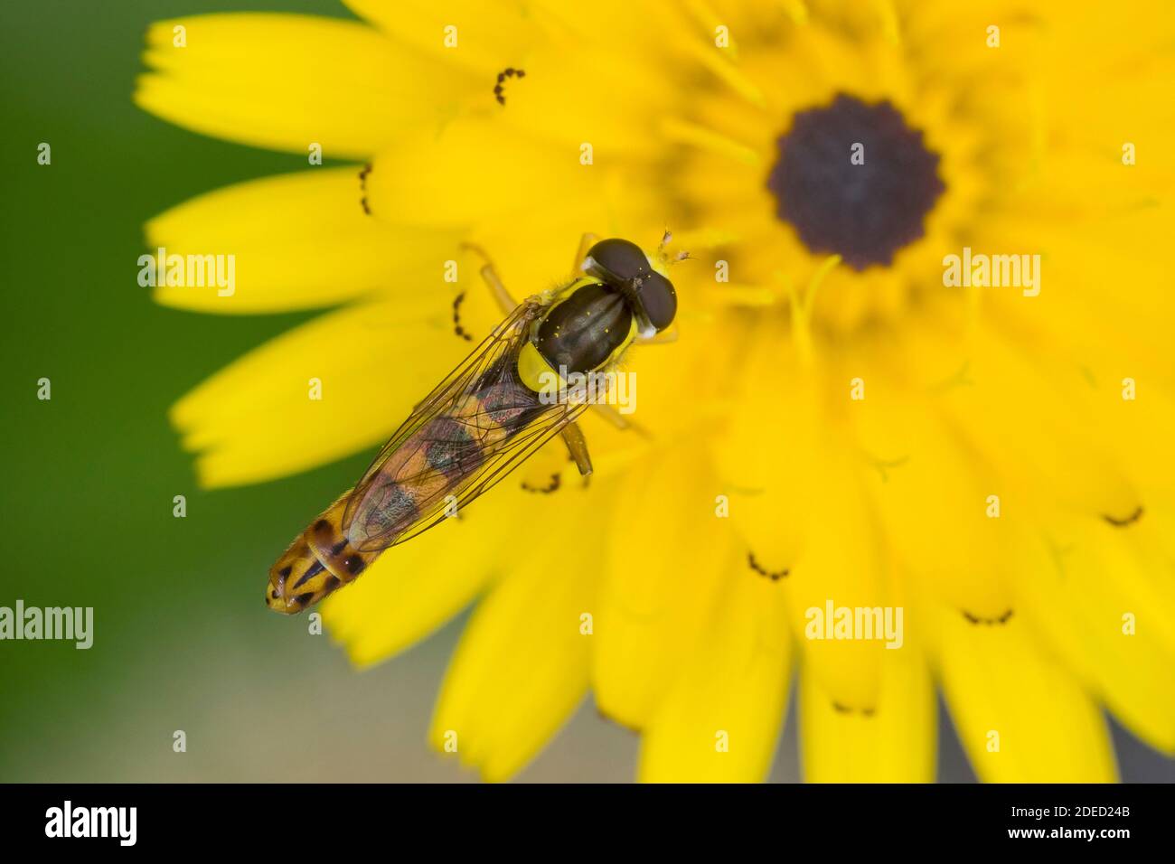 Volata lunga (Sphaerophoria scripta, Sphaerophoria strigata), maschile dalla presenza fiorita su un fiore giallo, vista dorsale, Germania Foto Stock