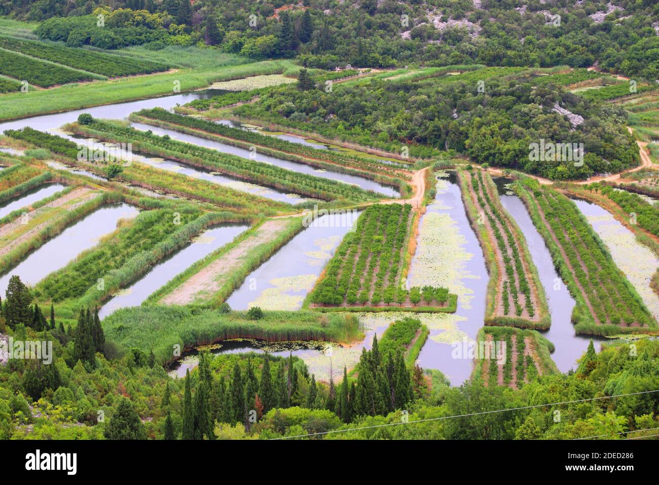 Agricoltura in Croazia. Neretva Delta paesaggio agricolo, Croazia. Frutteti e canali di irrigazione. Foto Stock