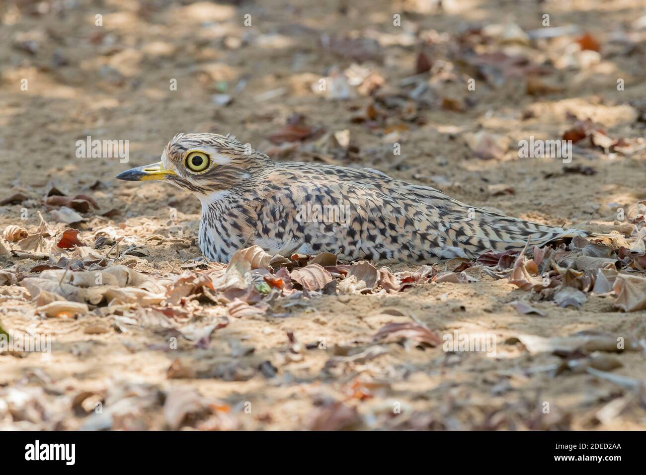 Capo dikkop, spotted spessi-ginocchio (Burhinus capensis), vista laterale di un adulto sdraiato a terra, Oman, Dhofar Foto Stock