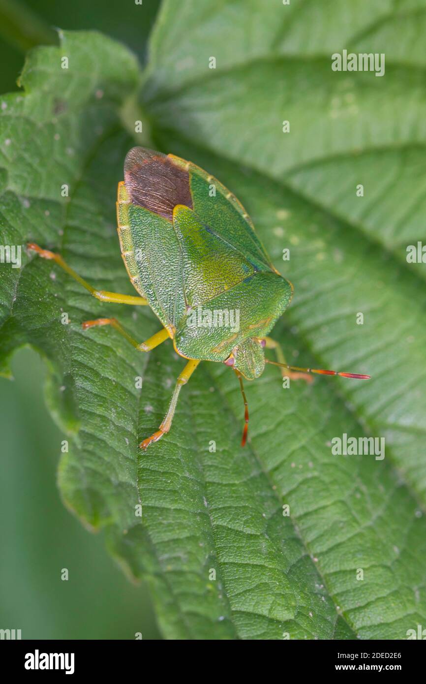 Bug scudo verde, bug scudo verde comune (Palomena prasina), seduto su una foglia, vista dorsale, Germania Foto Stock