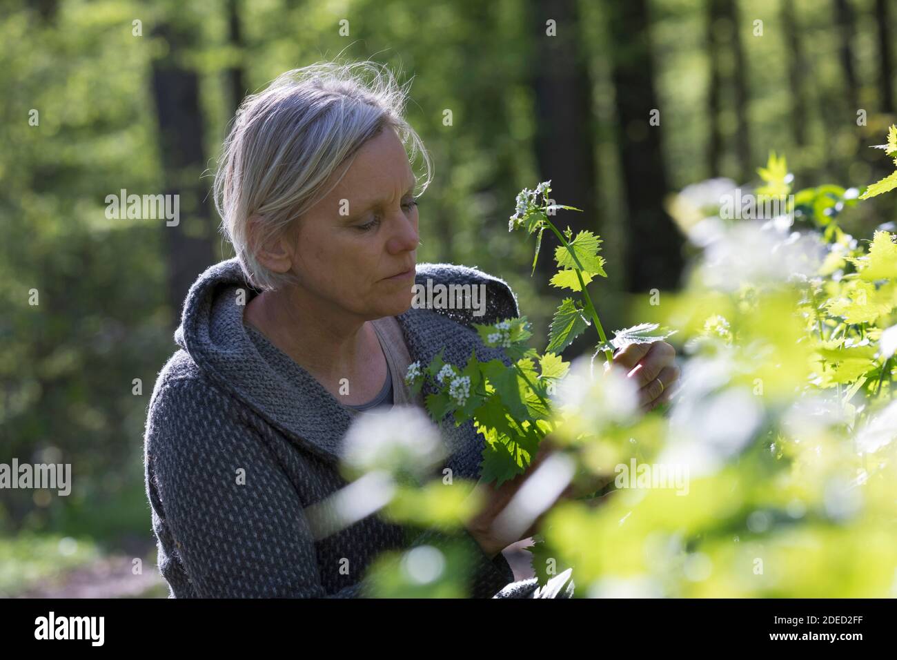 Senape all'aglio, aglio all'orlo, Jack-by-the-Hedge (Alliaria petiolata), donna che raccoglie la senape all'aglio in una foresta, Germania Foto Stock