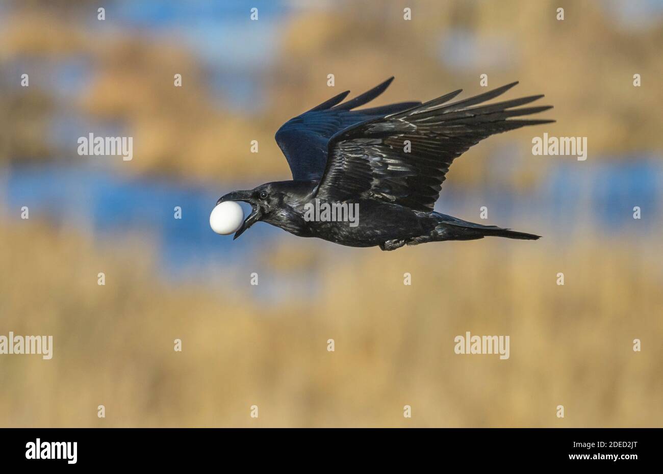 Corvo comune (Corvus corax), con uovo d'oca rubato, Svezia, Vaestergoetland, Falkoeping Foto Stock