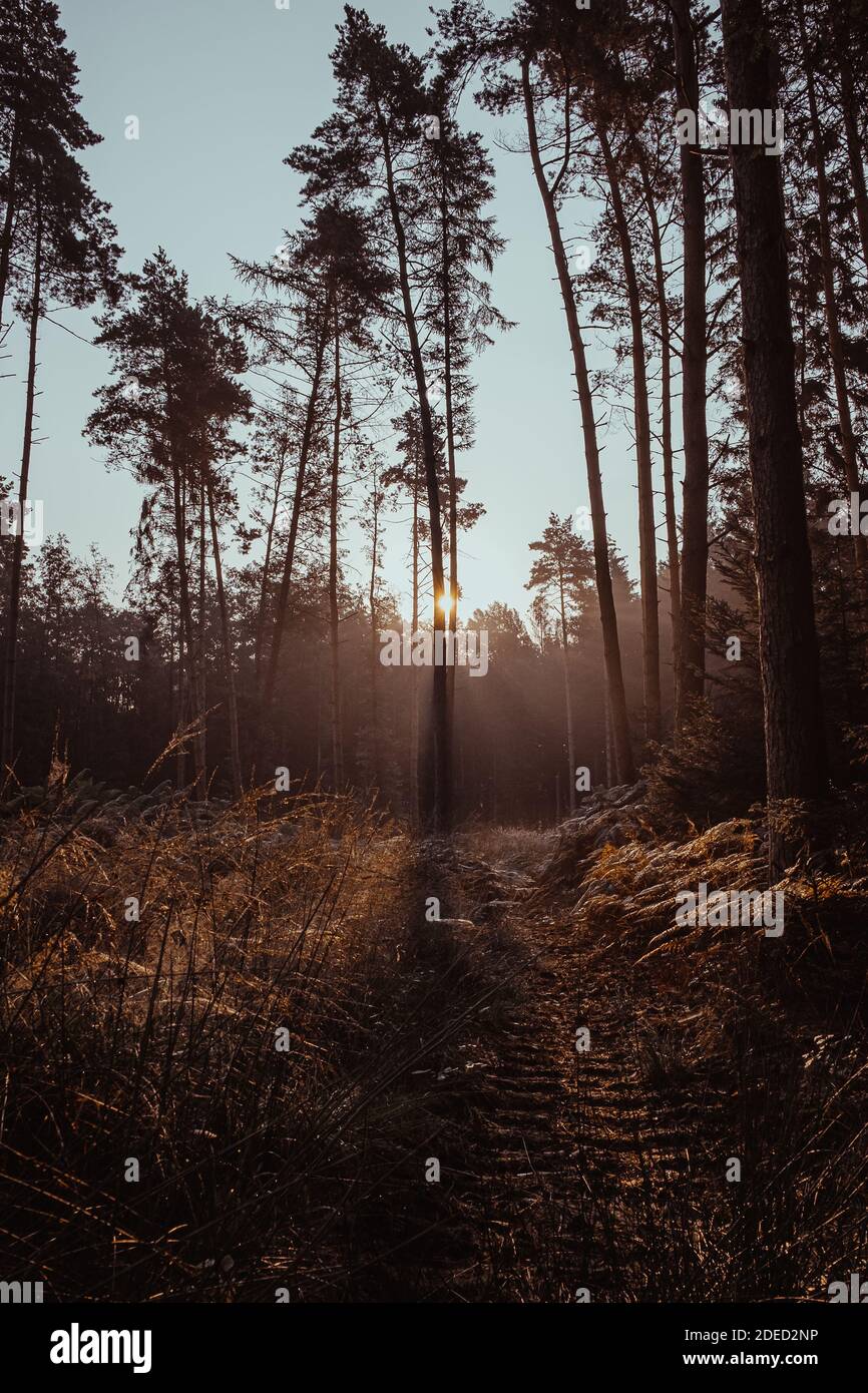 luce del mattino nella foresta Foto Stock
