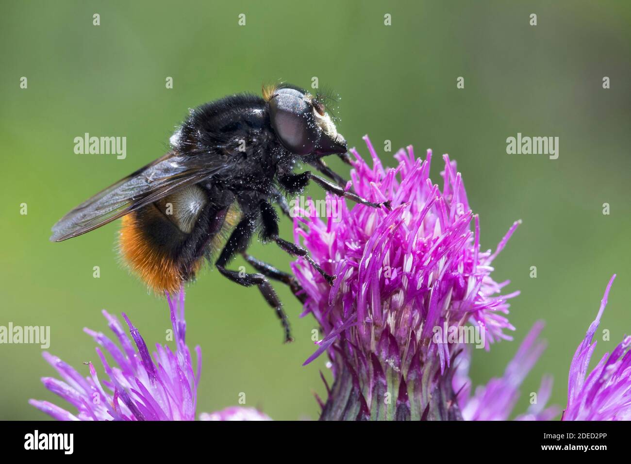 Bumblebee mimica volata (Volucella bombilans), maschio su un fiore di thistle, vista laterale, Germania Foto Stock