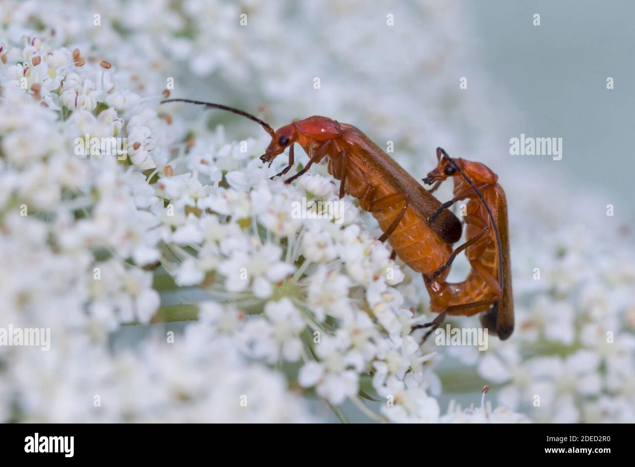 Scarabeo soldato rosso comune scarabeo succhiacchiante di sangue scarabeo bonking hogweed (Rhagonycha fulva), accoppiamento su un umbel fiore, vista laterale, Germania Foto Stock