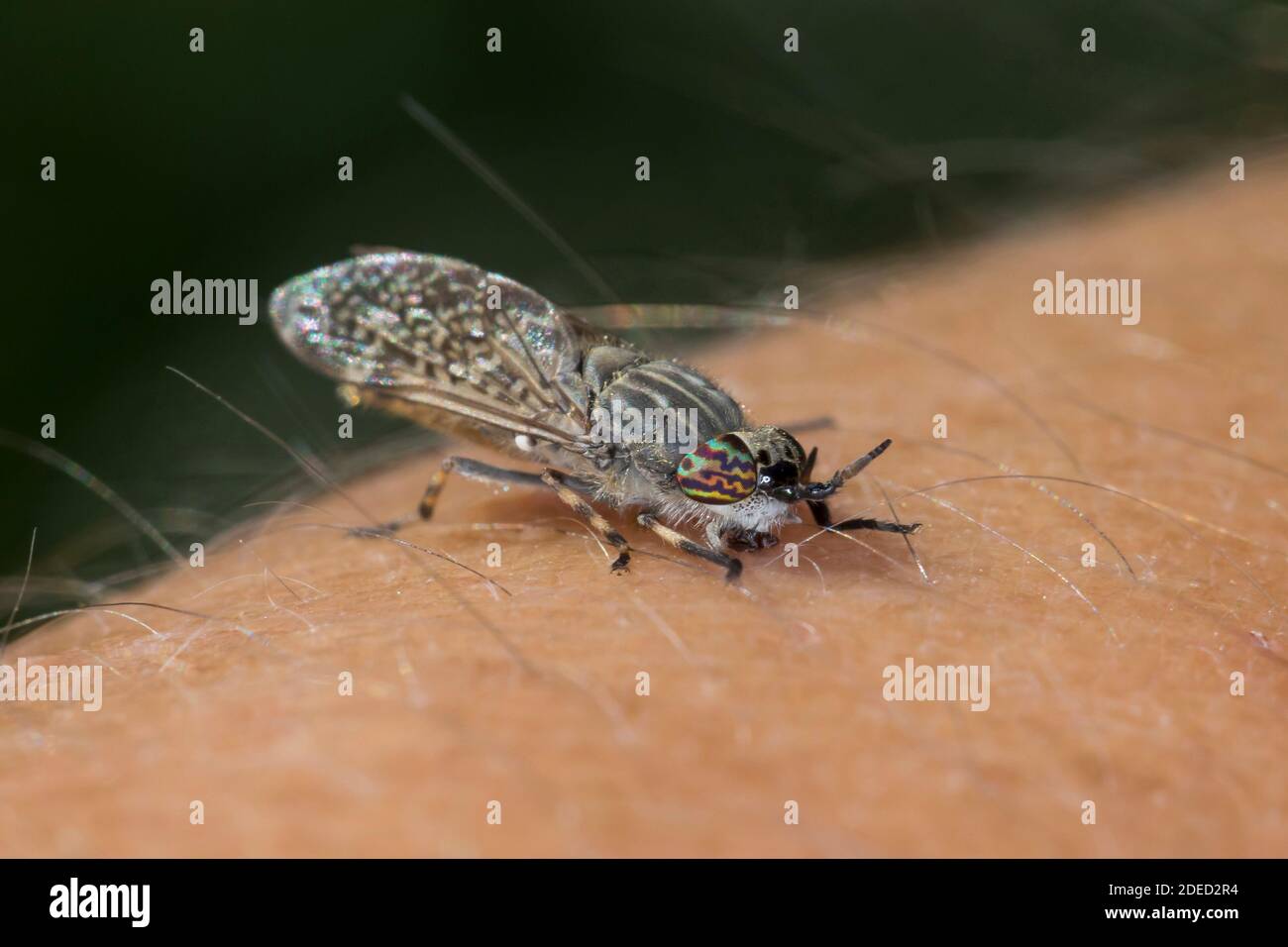 Common Horse Fly, Horse Fly, Notch-Horned Clig Fly, clig-fly, clig (Haematopota pluvialis), femmina che pungono in un braccio umano, Germania Foto Stock
