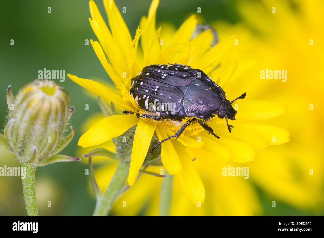 Beetle di Rosa a macchia bianca (Oxythyrea funesta), su un fiore giallo, Germania Foto Stock