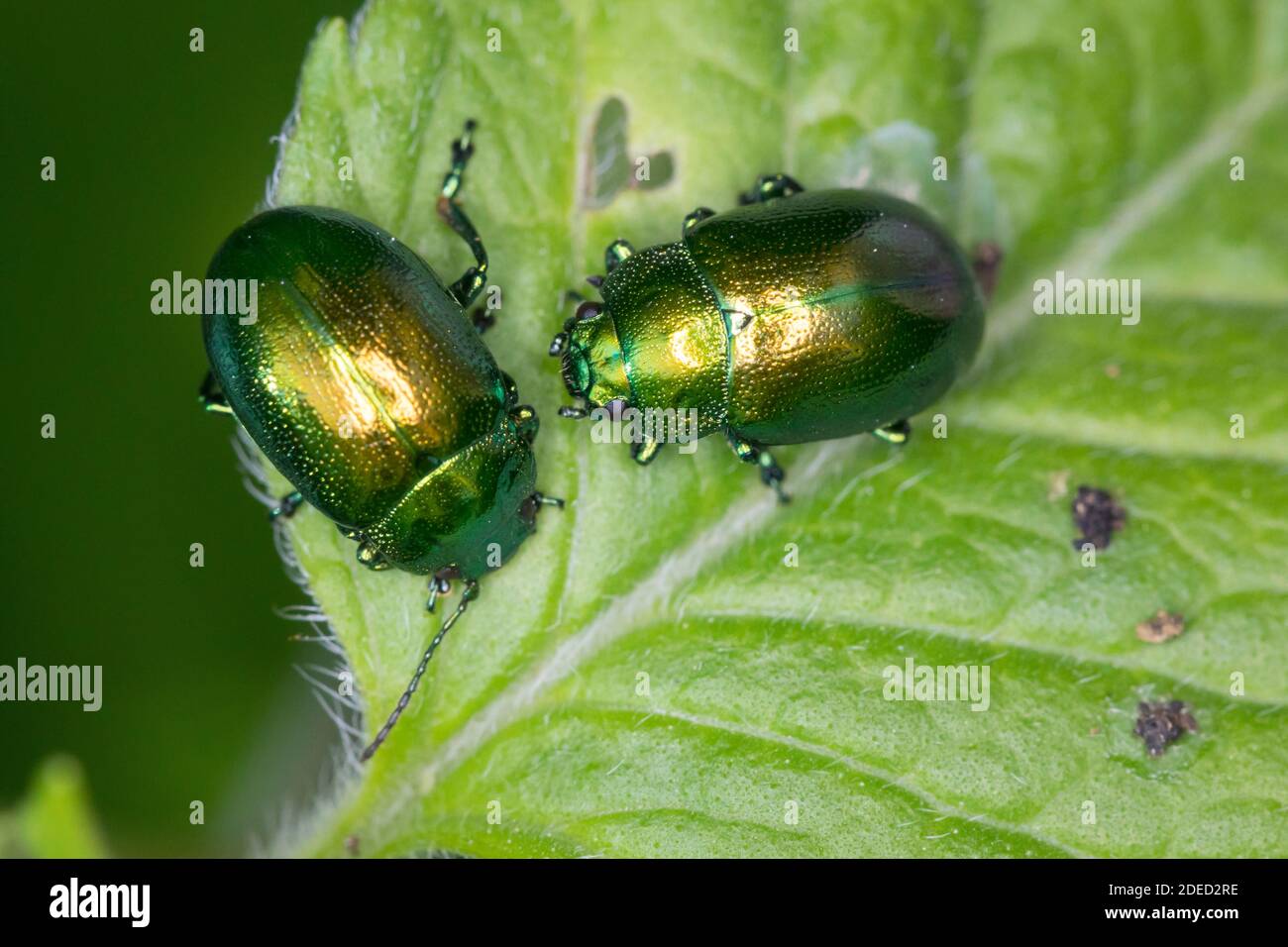 Coleottero di menta, coleottero di menta verde (Chrysolina herbacea, Chrysolina menthastri, Chrysomela herbacea), due coleotteri di menta verde che mangiano alla menta d'acqua, Foto Stock