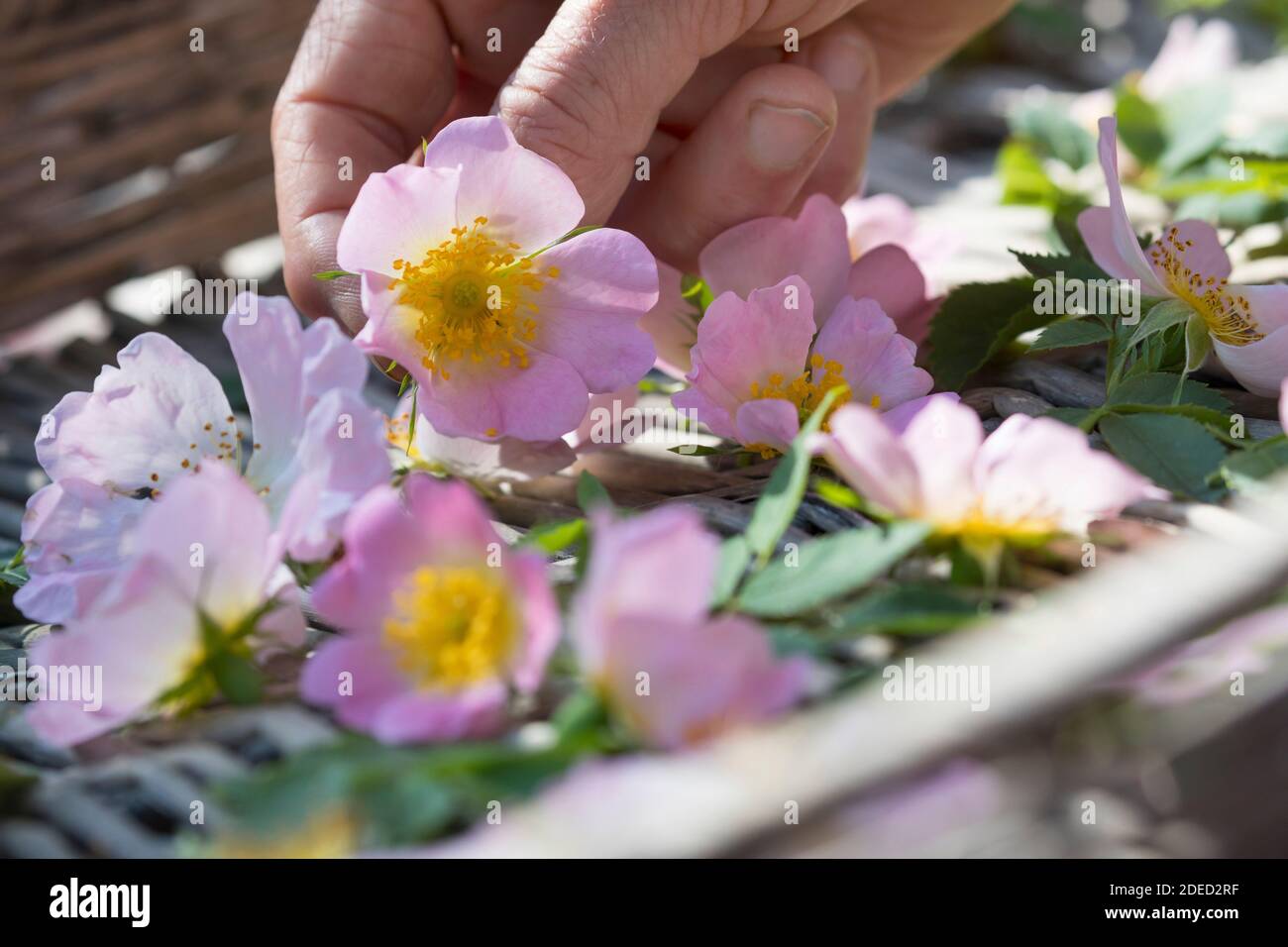 Rosa cane (Rosa canina), fiori di rosa sono essiccati su una tavoletta, Germania Foto Stock