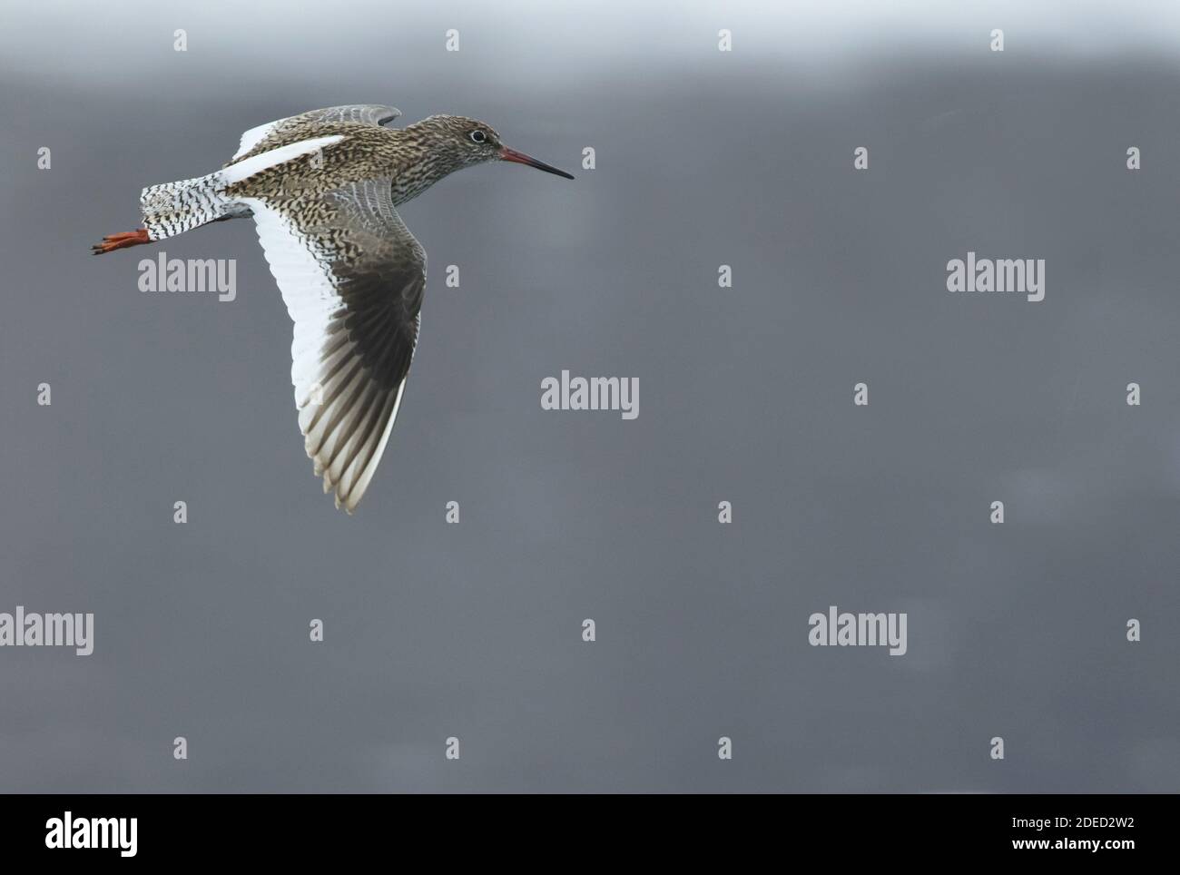 Tibet redshank (Tringa totanus eurhina, Tringa eurhina), adulto in volo, Tagikistan Foto Stock