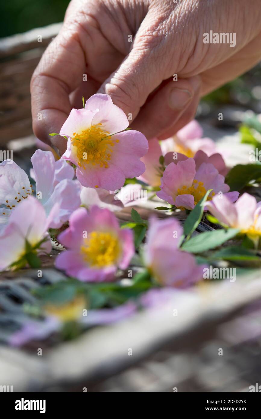 Rosa cane (Rosa canina), fiori di rosa sono essiccati su una tavoletta, Germania Foto Stock