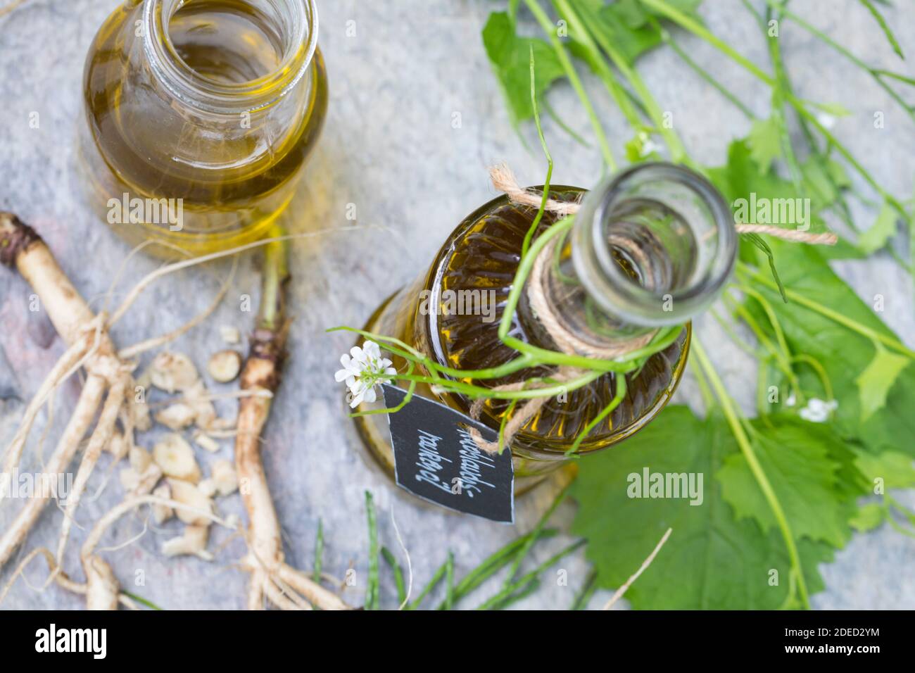 Senape all'aglio, aglio all'orlo, Jack-by-the-Hedge (Alliaria petiolata), olio d'aglio Hedge, Germania Foto Stock