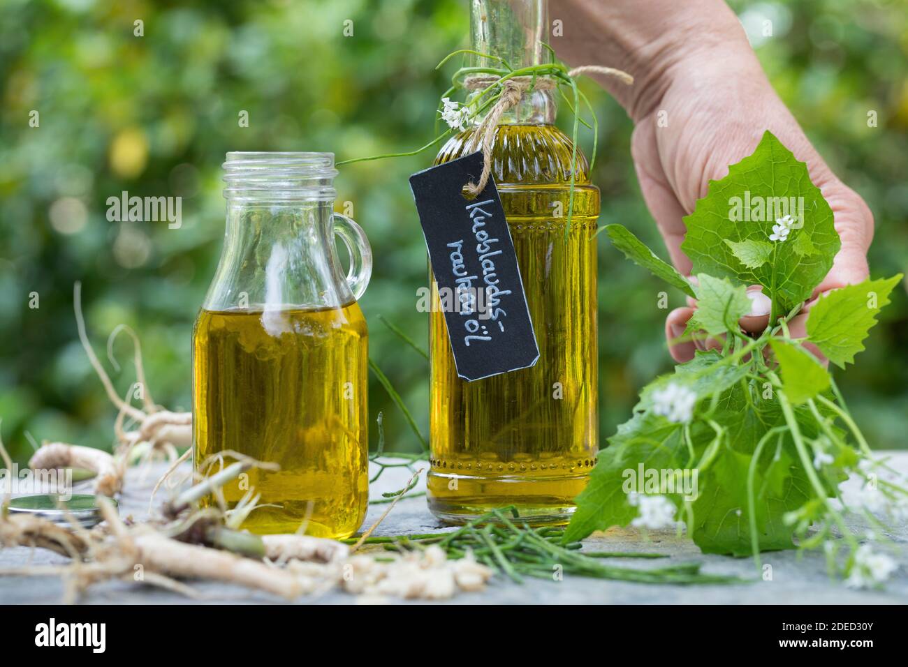 Senape all'aglio, aglio all'orlo, Jack-by-the-Hedge (Alliaria petiolata), olio d'aglio Hedge, Germania Foto Stock