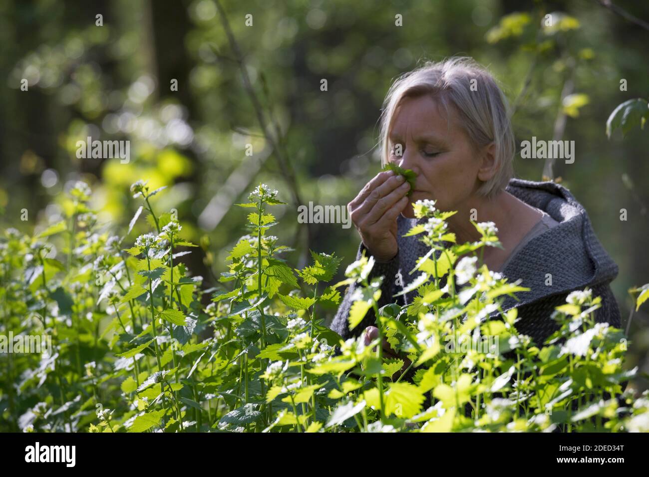 Senape all'aglio, aglio all'orlo, Jack-by-the-Hedge (Alliaria petiolata), donna che raccoglie la senape all'aglio in una foresta, annodando alle foglie, Germania Foto Stock