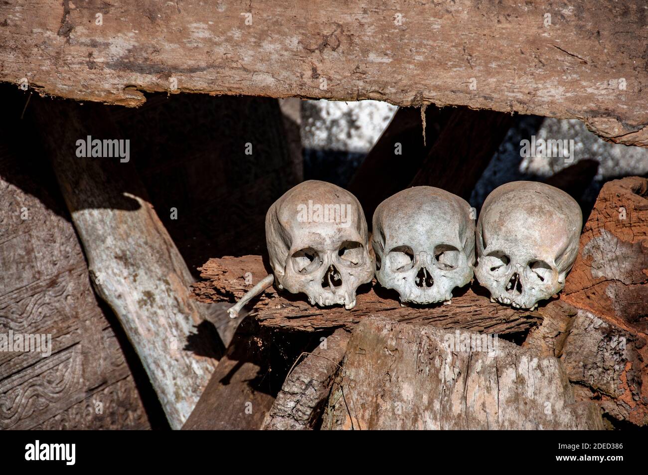 Teschi e bare antenati, cimitero tradizionale, Londa, Tana Toraja, Sulawesi del Sud, Indonesia Foto Stock