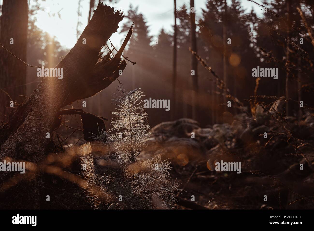 luce del mattino nella foresta Foto Stock