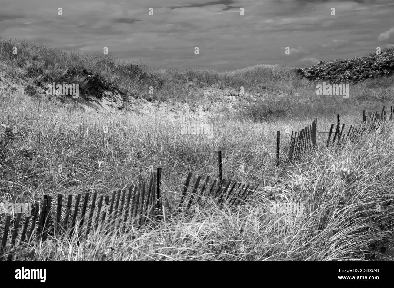 Seagrass e Fence Foto Stock