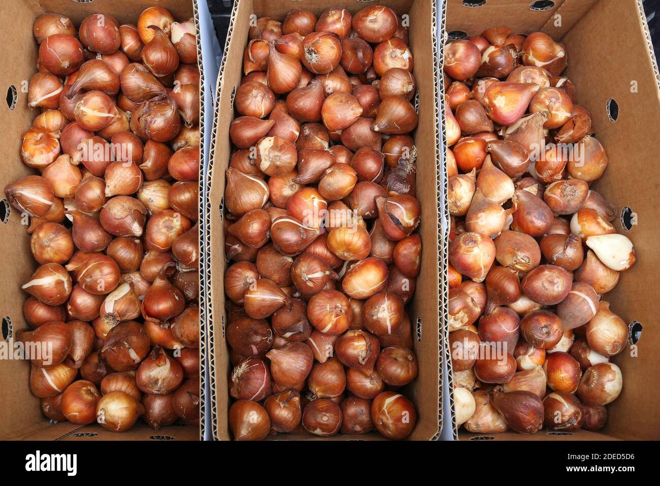 Bulbi di tulipani a un mercato dei fiori di Amsterdam, Paesi Bassi. Foto Stock